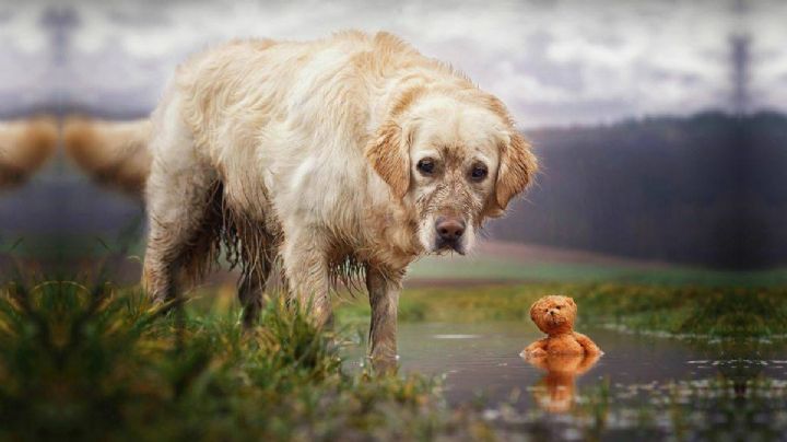 Perro caminó 100 kilómetros para morder al hombre que lo abandonó FOTOS