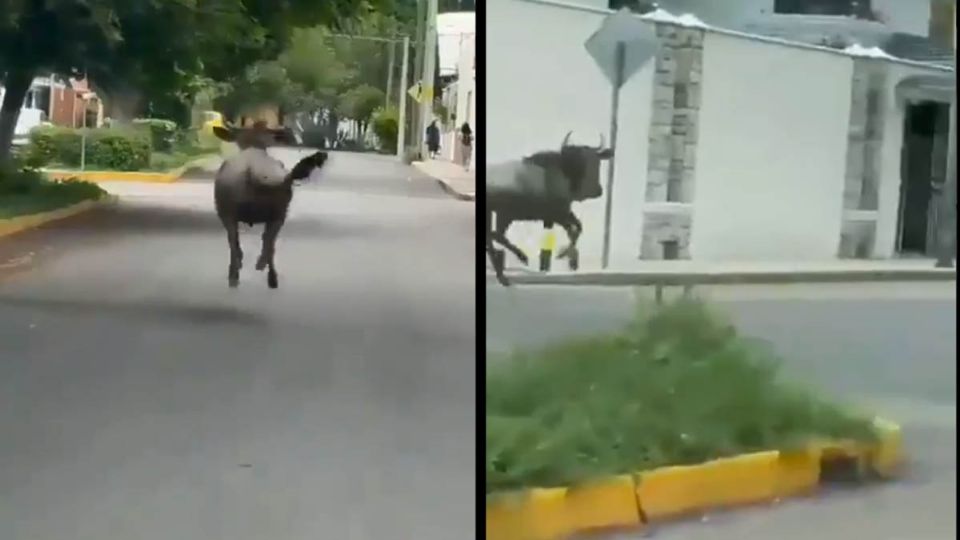 El Antílope escapó del “Club de los Animalitos” que es un sitio que se encuentra ubicado en el municipio de Tehuacán