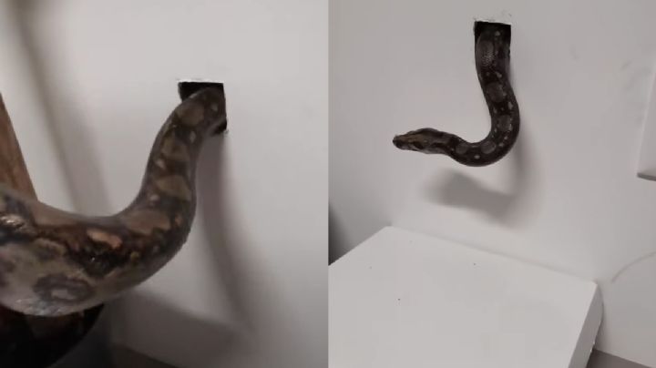 VIDEO: Usan serpiente para fumigar casa llena de ratones utilizando
