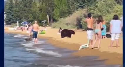 VIDEO: Captan a osos en la playa en medio de turistas