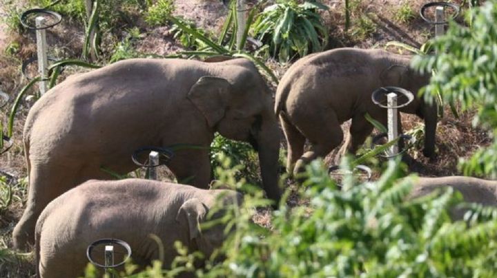 Manada de elefantes ha recorrido 500 kilómetros ¿Por qué tiene preocupados a los científicos?