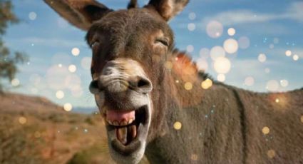 Burro es puesto en libertad por primera vez y así reacciona VIDEO