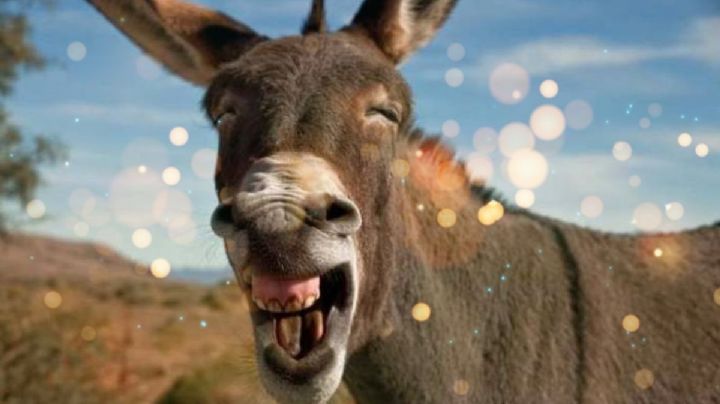 Burro es puesto en libertad por primera vez y así reacciona VIDEO