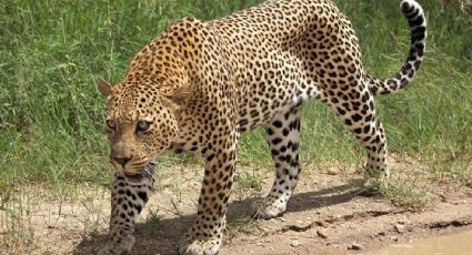 Muere niña tras ataque de leopardo en plena fiesta de cumpleaños