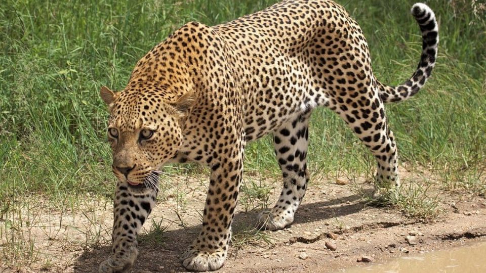 El felino se abalanzó sobre la pequeña, llevándola a la espesa selva.