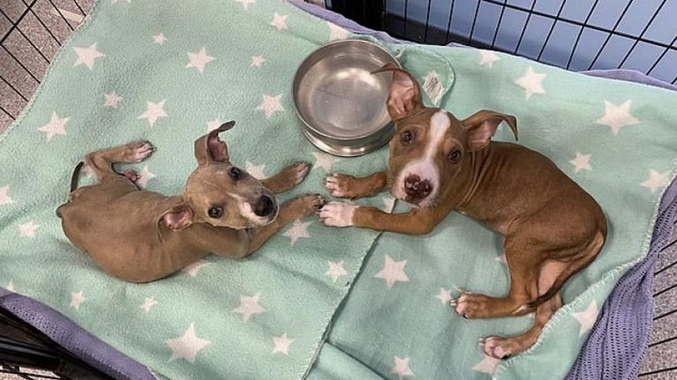 Los dos perritos lucharon por su vida y después de unas semanas