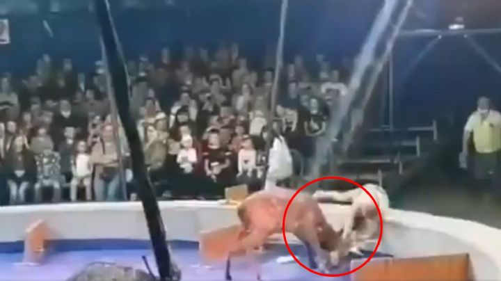 VIDEO: Ciervo ataca a mujer domadora en circo de Rusia; causa polémica en las redes sociales