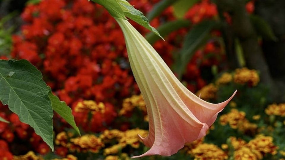 Las partes de la flor tienen alcaloides los cuales producen alucinaciones violentas