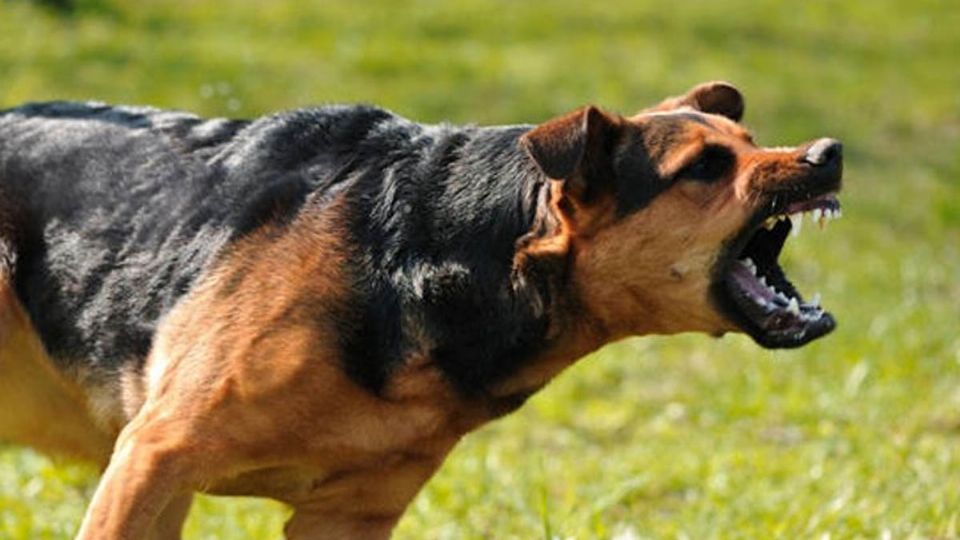 Un hombre con su cuerpo consiguió proteger a su mascota del ataque de dos perros