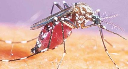 Confirman un solo caso de dengue en Nuevo Laredo