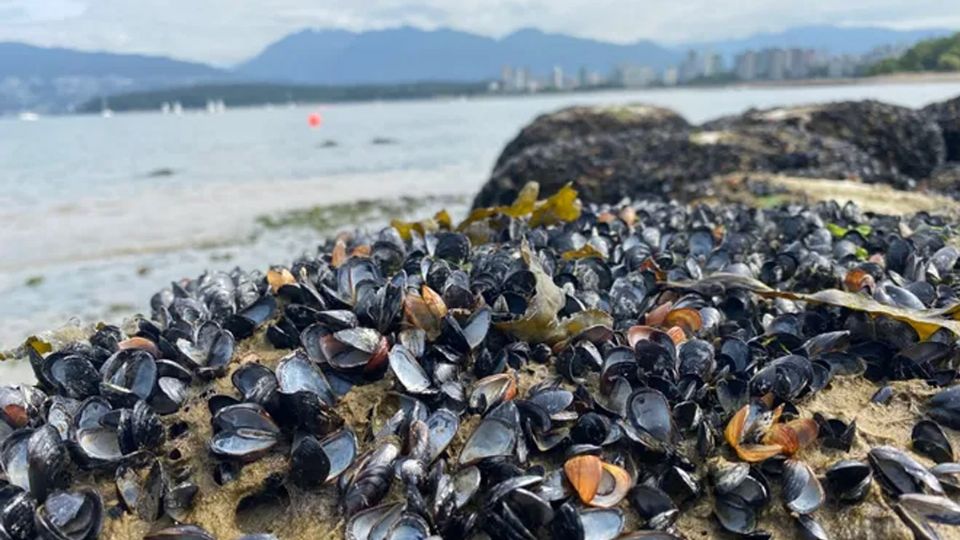 Según información de CBC, dicha catástrofe ecológica ha revelado los efectos de la ola de calor