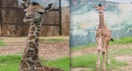 Nace Jirafa en el Zoológico de Nuevo Laredo