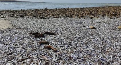 VIDEO/FOTOS: Ola de calor provoca varamiento de miles de sardinas