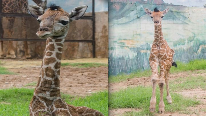 Nace Jirafa en el Zoológico de Nuevo Laredo
