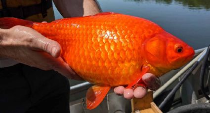 Tiran a sus peces de acuario a un lago y se convierten en peces gigantes