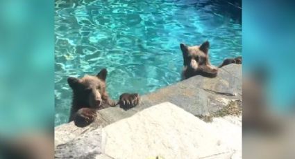 Video: Familia de osos invaden un hogar para hacer fiesta en la alberca