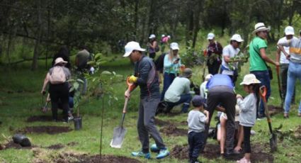 En Tamaulipas deberás plantar un árbol si quieres titularte