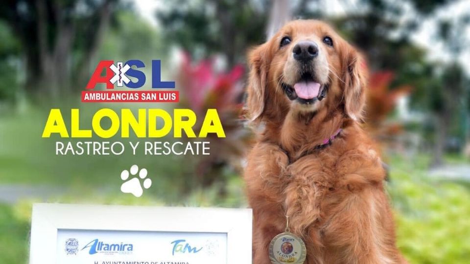 Esta perrita rescatista colaboró en el sismo del 2017 en Ciudad de México