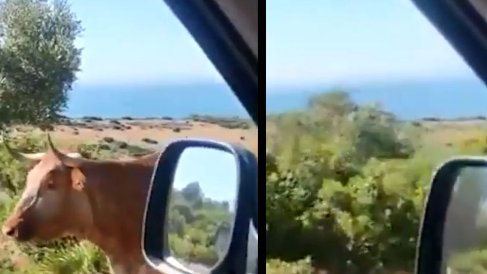 El video del simpático animal de se volvió viral en redes sociales