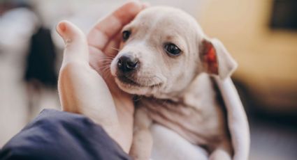 Protegen contra la rabia a 46 mil 600 mascotas