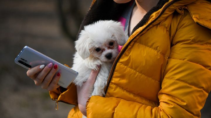 Francia prohíbe venta de perros y gato en tienda de mascotas