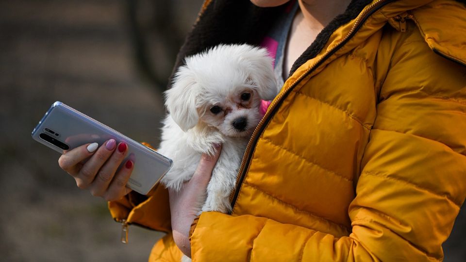 La medida se toma para evitar las compras compulsivas de estos animales