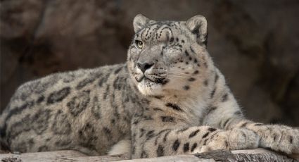 Covid en animales: Leopardo de las nieves bajo sospecha en zoológico