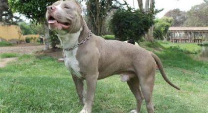 ¡Perro héroe! Pitbull salva a niños de ser atacados por una serpiente venenosa