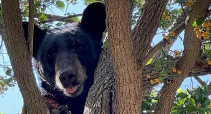 Captan osezno en rancho de Texas y se viraliza en redes (FOTOS)