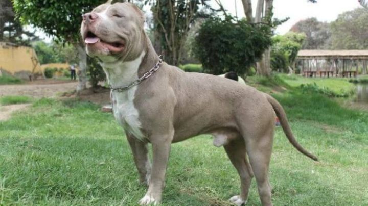 ¡Perro héroe! Pitbull salva a niños de ser atacados por una serpiente venenosa