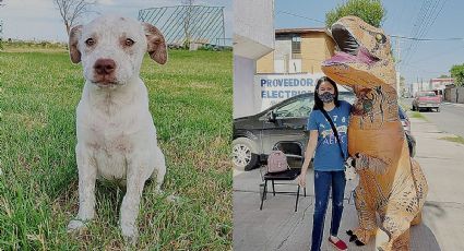 Se unen a Amor Perruno y Amor Gatuno en favor del rescate animal en Nuevo Laredo