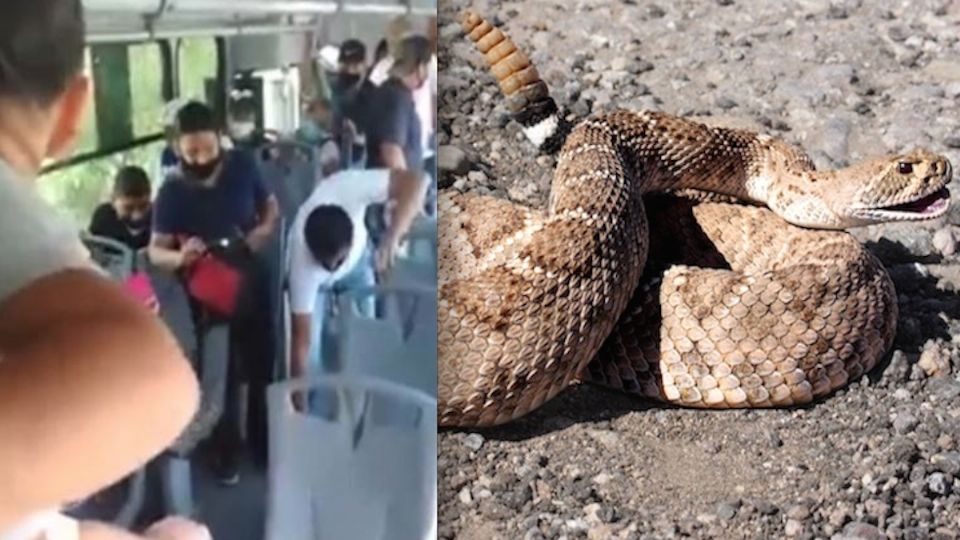 El reptil fue descubierto por una pasajera