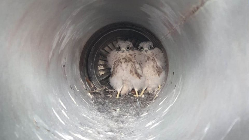 Los apodos de los polluelos se eligieron en honor a los dos hombres que les encontraron.