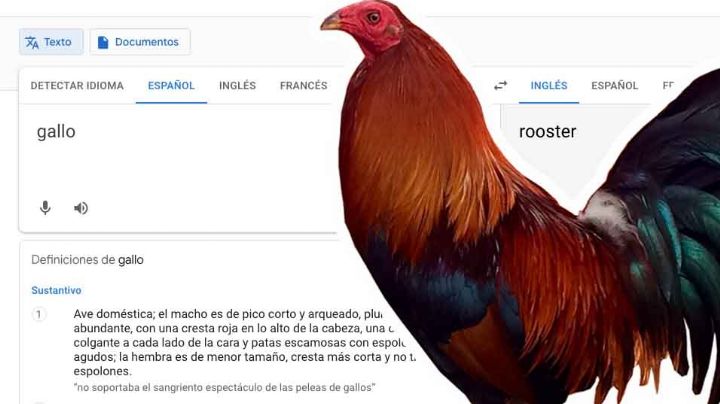 ¿Por qué es viral la palabra “gallo” en el Google Traductor?