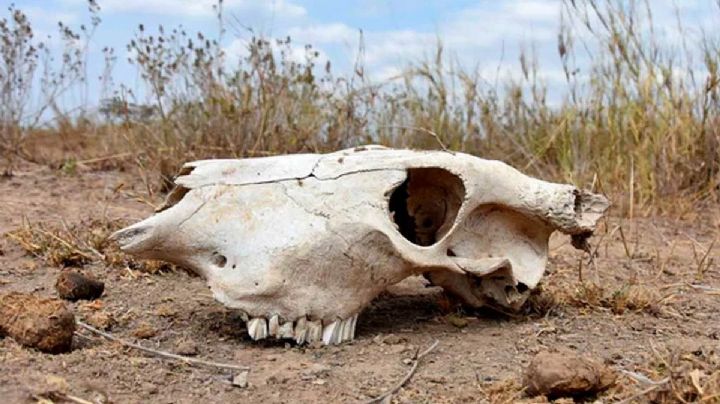 Sequía empeora en México; agricultura, ganadería y pesca en crisis