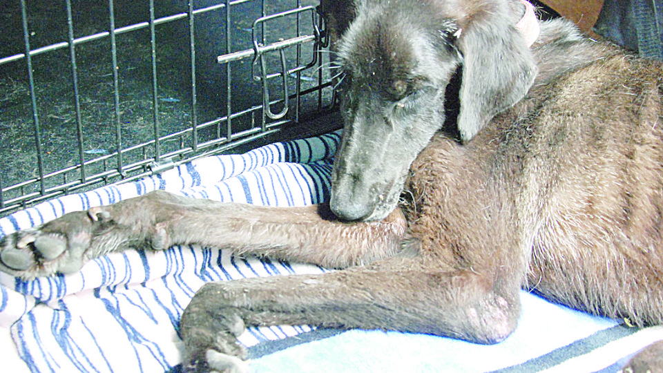 “Respeten la vida; hago un llamado para que la gente sea consciente con sus animales”