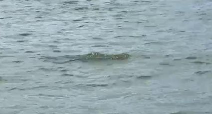 VIDEO: Cocodrilo en el mar sorprende a turistas en una playa de Vallarta