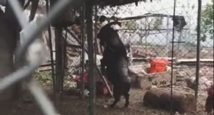 VIDEO de cabra 'endemoniada' caminando en dos patas se viraliza