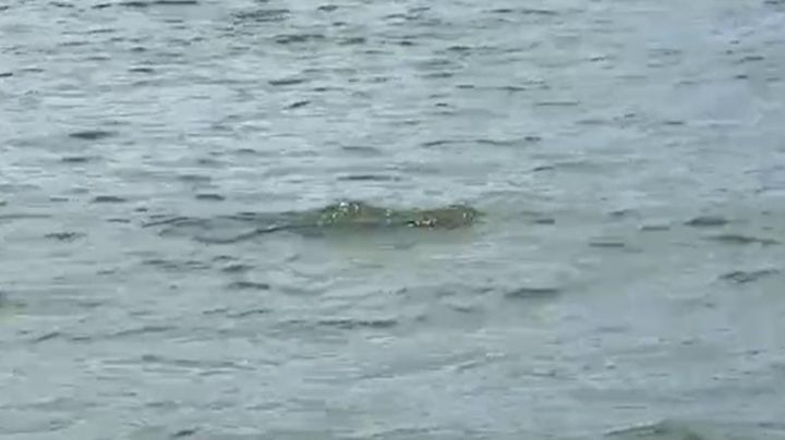 VIDEO: Cocodrilo en el mar sorprende a turistas en una playa de Vallarta