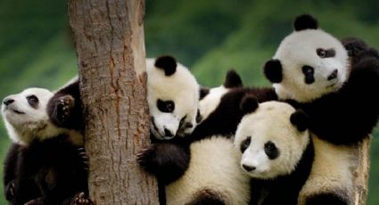 El oso panda ya no es una especie en peligro de extinción; asegura China
