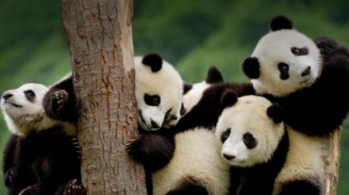 El oso panda ya no es una especie en peligro de extinción; asegura China