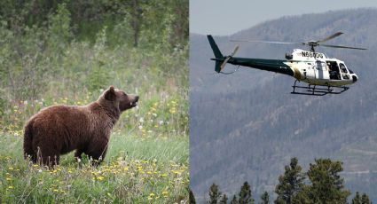 Oso grizzly mata a mujer en Montana; autoridades lo buscan