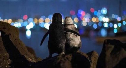 La historia de los pingüinos abrazados se vuelve hacer viral