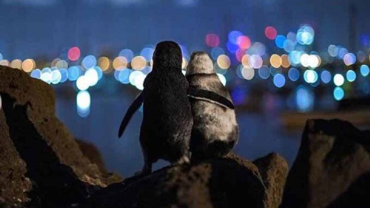 La historia de los pingüinos abrazados se vuelve hacer viral