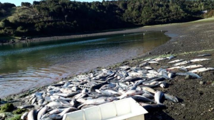 Mueren 95 mil salmones por contaminación de cloro en Noruega