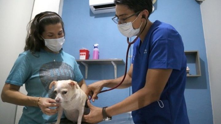 Abre primer Hospital Veterinario en Tamaulipas para lomitos y gatitos, ¿En dónde se ubica?