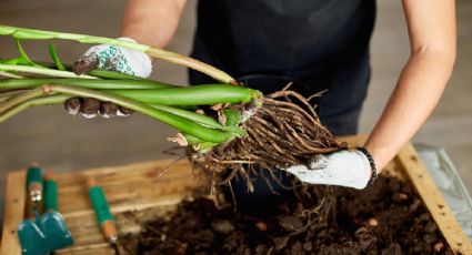 Exceso de riego en plantas: ¿cómo saber si te pasaste con el agua?