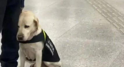 FOTOS: ¡Morirás de ternura! Perro policía se queda dormido en horario laboral