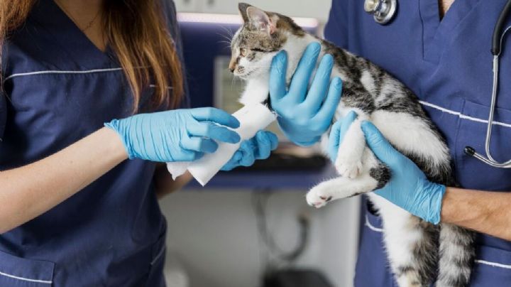 ¡Hoy es el Día del Veterinario! y el internet lo festeja con los mejores memes