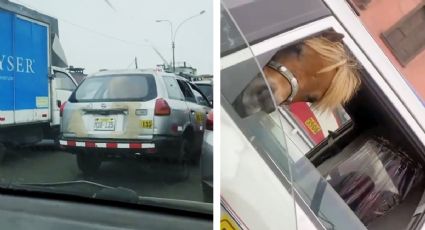 VIDEO VIRAL: Caballo que viajaba en taxi saluda a conductores de otro auto